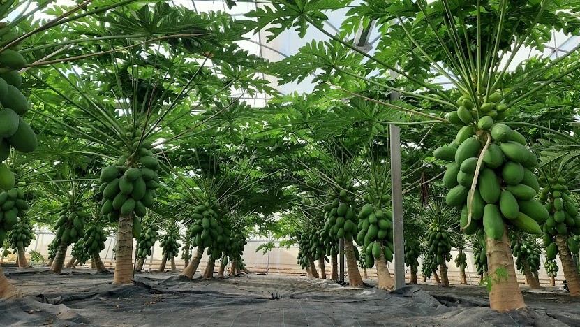cultivo de papaya|PapayaCaballero-300x300|PapayaAlicia-300x300